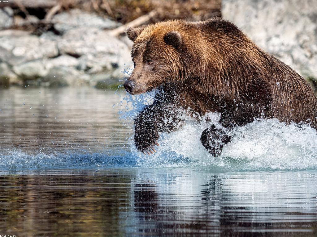 គន្លងនិងយុទ្ធសាស្រ្តសំរាប់ការបាញ់ត្រី
