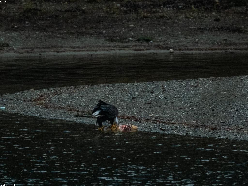 មេរៀនដ៏អស្ចារ្យសម្រាប់ស្វែងរកកន្លែងបាញ់ត្រី