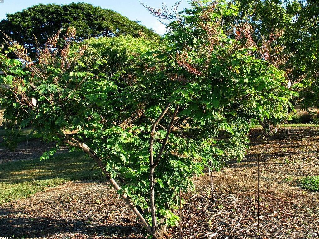 ឧបករណ៍បាញ់ត្រី: របៀបជ្រើសរើសនិងប្រើប្រាស់