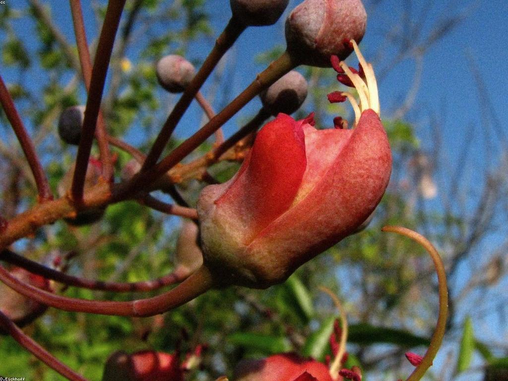 ឧបករណ៍បាញ់ត្រី: ការប្រើប្រាស់ និងប្រយោជន៍