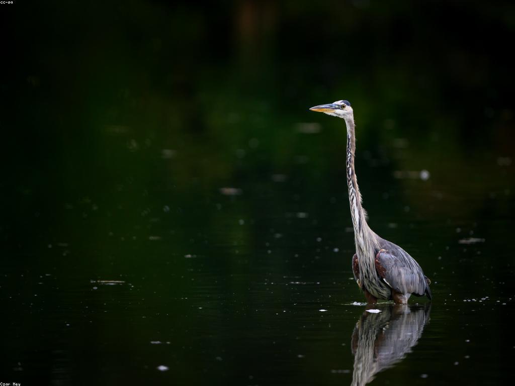 យុទ្ធសាស្ត្របាញ់ត្រី: ការលេងឧបករណ៍និងបច្ចេកទេស