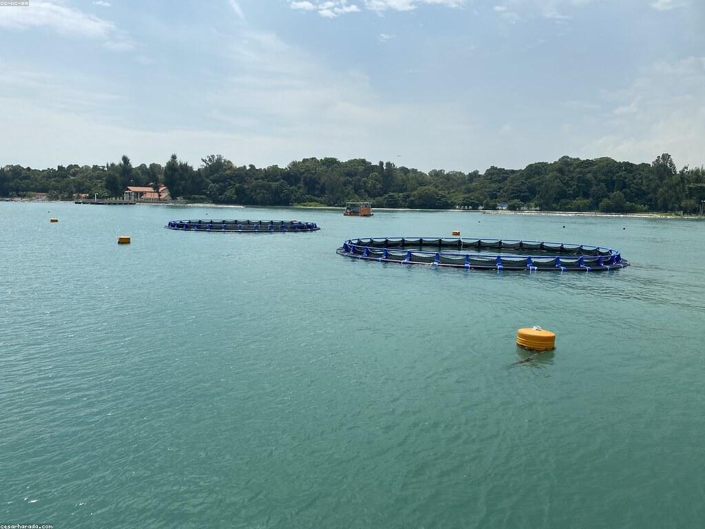 ការបញ្ចូលត្រី: ការបង្កើតនិងការថែទាំ