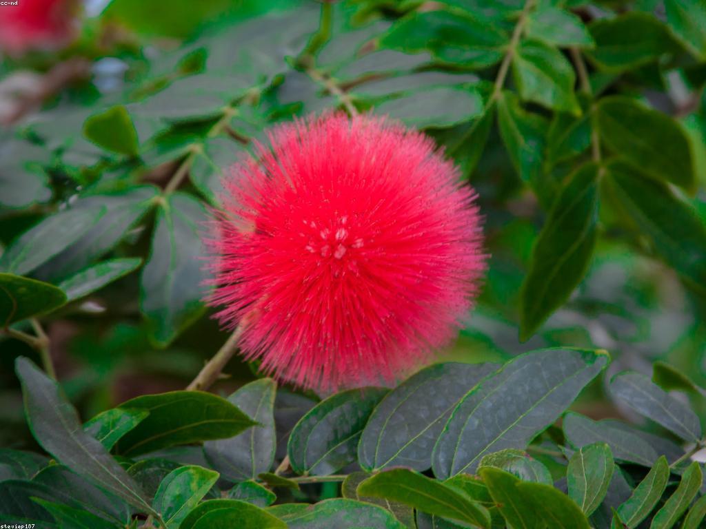 យុទ្ធសាស្ត្រកម្រិតខ្ពស់សម្រាប់ការបញ្ចូលត្រីជោគជ័យ