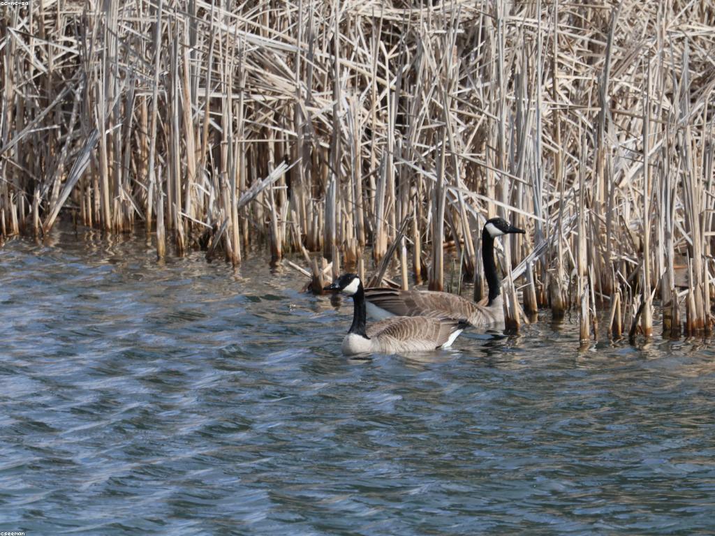 ការបញ្ចូលត្រី: ការបង្កើតនិងការថែទាំ